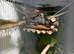 5 Diamond doves with cage