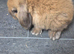 Baby mini lop rabbits
