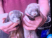 Ferret