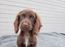 Cocker spaniel
