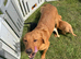 Stunning kc registered Labrador puppies