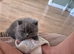British Shorthair Kittens