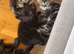 4 kittens for sale one tabby female 1 tabby male and 2 fully black males looking for forever homes!