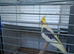 Cockatiel believed to be male. About 2 years old, used to an aviary.