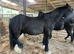 4 year old gelding