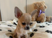 Tiny Chihuahua Boy