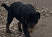 Adult male 1 year old