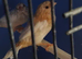 Zebra Finches