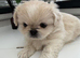 Pekingese puppy's male/female