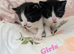 British Blue x kittens, wormed/flead/litter trained £80