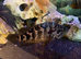 Large breeding pair of Jaguars