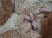 Bengal and British shorthair