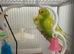 Baby budgies ready for their new home. Male and female
