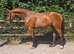 17.1hh Homebred Waldo van dungen gelding