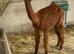 Brown Suri Alpaca Female