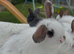 Beautiful mini lop ears