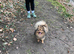 Pomeranian up for stud