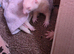 Albino Jill