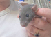 Baby rats dumbos and fancy