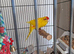 Kakariki