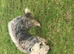 Bearded Collie Puppies for sale