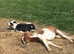 Loan 3 Shetlands