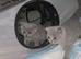 Beautiful British Shorthair & Scottish Fold Kittens Looking for Loving Homes