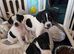 Pups for sale born 30/05/2026