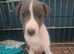 Whippet x lurcher puppies