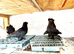 Double crested trumpeters Pairs for sale