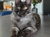 Maine Coon boy black smoke