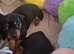 Mini dachshund x jack russell