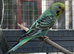 1 female budgie