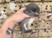 4 Continental giant x babies - waitlist open