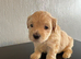 Maltese x bichon healthy beautiful puppies