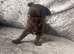 Dark chocolate smoothcoat male chihuahua apple