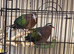 emerald dove Glasgow