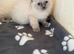 Ragdoll kittens