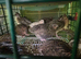 Quails for sale