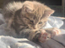 For Sale 1 Gorgeous Grey Tabby Kitten