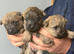 Beautiful cairn terrier puppies