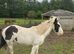 Cob X Clydesdale yearling