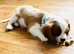 KC Registered Blenheim puppies