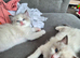 Two Ragdoll kittens