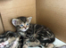 Kittens