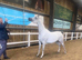 Arabian mare 15 hands
