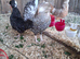 WC poland hatching eggs