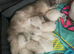 Blue point ragdoll kittens