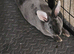 Mini rex for sale pure bred female .