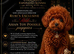 ESPONJOSO Exclusive Half Asian Toy Poodles | August 2026